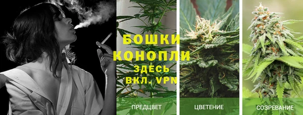 трава Белокуриха